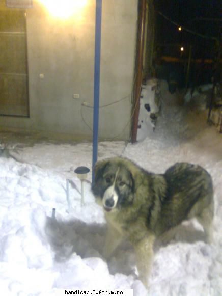 Animale - Cautam caine prierdut in cartierul Andornache din - Casa si Gradina