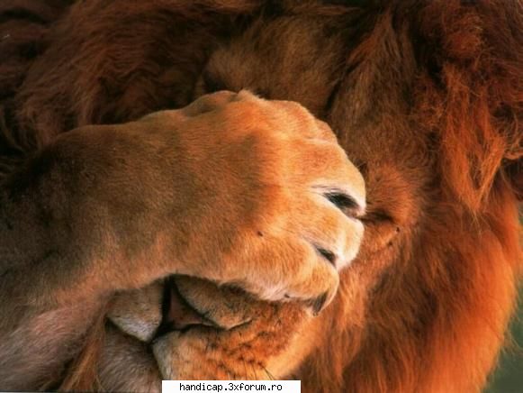 Mozilla Firefox - Mozilla am si eu si sunt multumit, dar am auzit - Trucuri Diverse