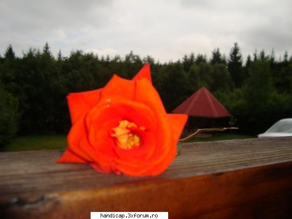 Prieteni - Buna..numele meu este Ioana si sunt noua pe aici - Suflet Aproape